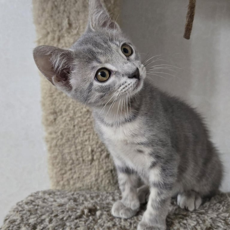 Kahlua Image