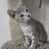 Kahlua - Photo 1