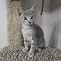 Kahlua - Photo 2