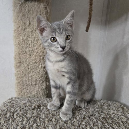 KAHLUA - Tabby / Domestic Short Hair available for adoption