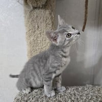 Kahlua - Photo 3