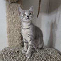 Kahlua - Photo 4