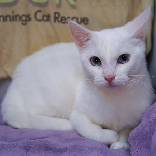 ALEXIS - Domestic Short Hair available for adoption