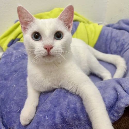 ALEXIS - Domestic Short Hair available for adoption