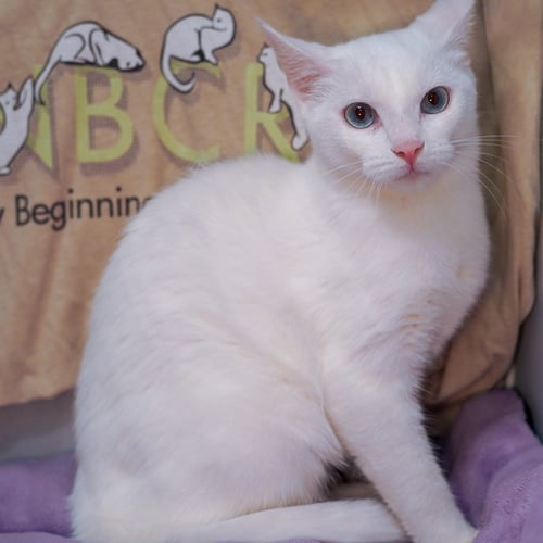 ALEXIS - Domestic Short Hair available for adoption