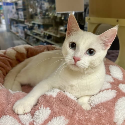 ALEXIS - Domestic Short Hair for adoption in Garland