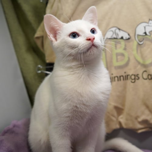 ADDY - Domestic Short Hair available for adoption