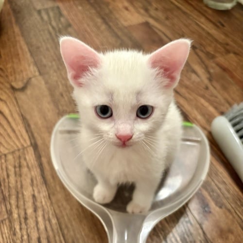 ADDY - Domestic Short Hair available for adoption