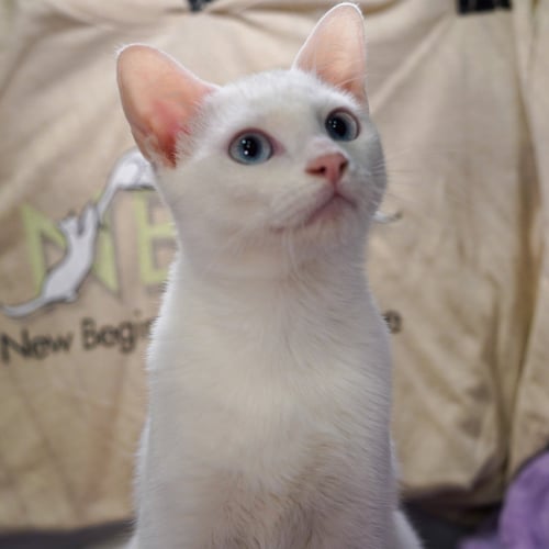 ADDY - Domestic Short Hair available for adoption