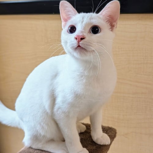 ADDY - Domestic Short Hair for adoption in Garland