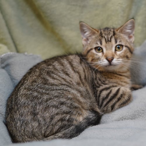 DAWN - Tabby / Domestic Short Hair for adoption in Richardson