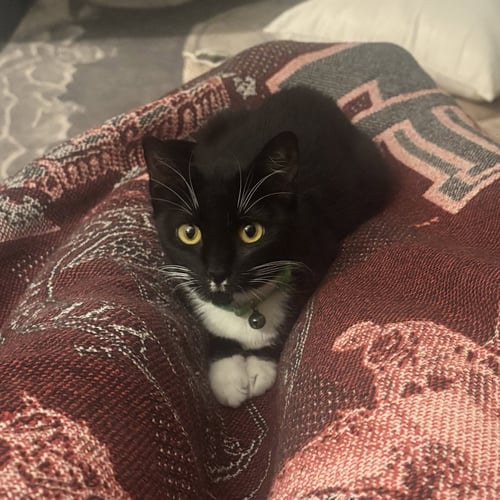 HERMIONE - Tuxedo / Domestic Short Hair available for adoption