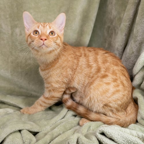 SUNNY D - Tabby / Domestic Short Hair available for adoption