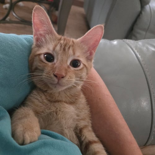 SUNNY D - Tabby / Domestic Short Hair available for adoption