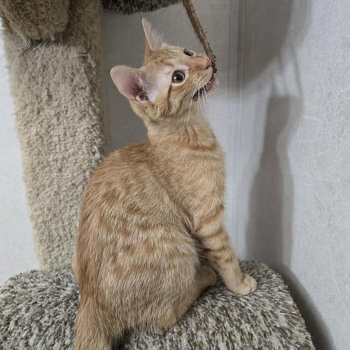 SUNNY D - Tabby / Domestic Short Hair available for adoption