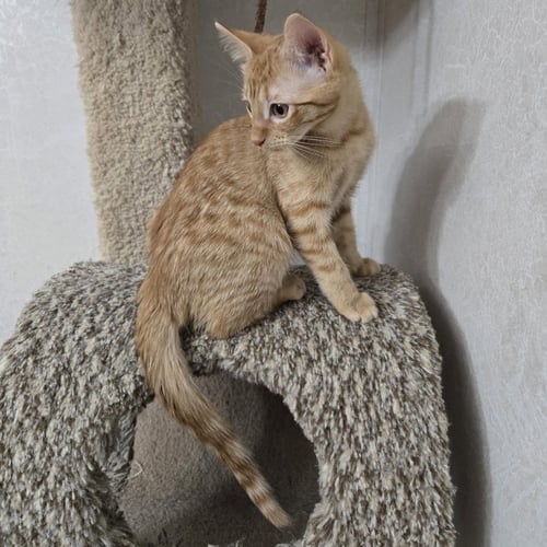 SUNNY D - Tabby / Domestic Short Hair available for adoption