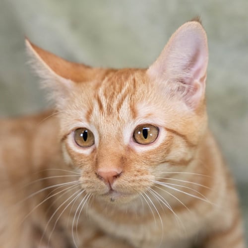 SUNNY D - Tabby / Domestic Short Hair available for adoption