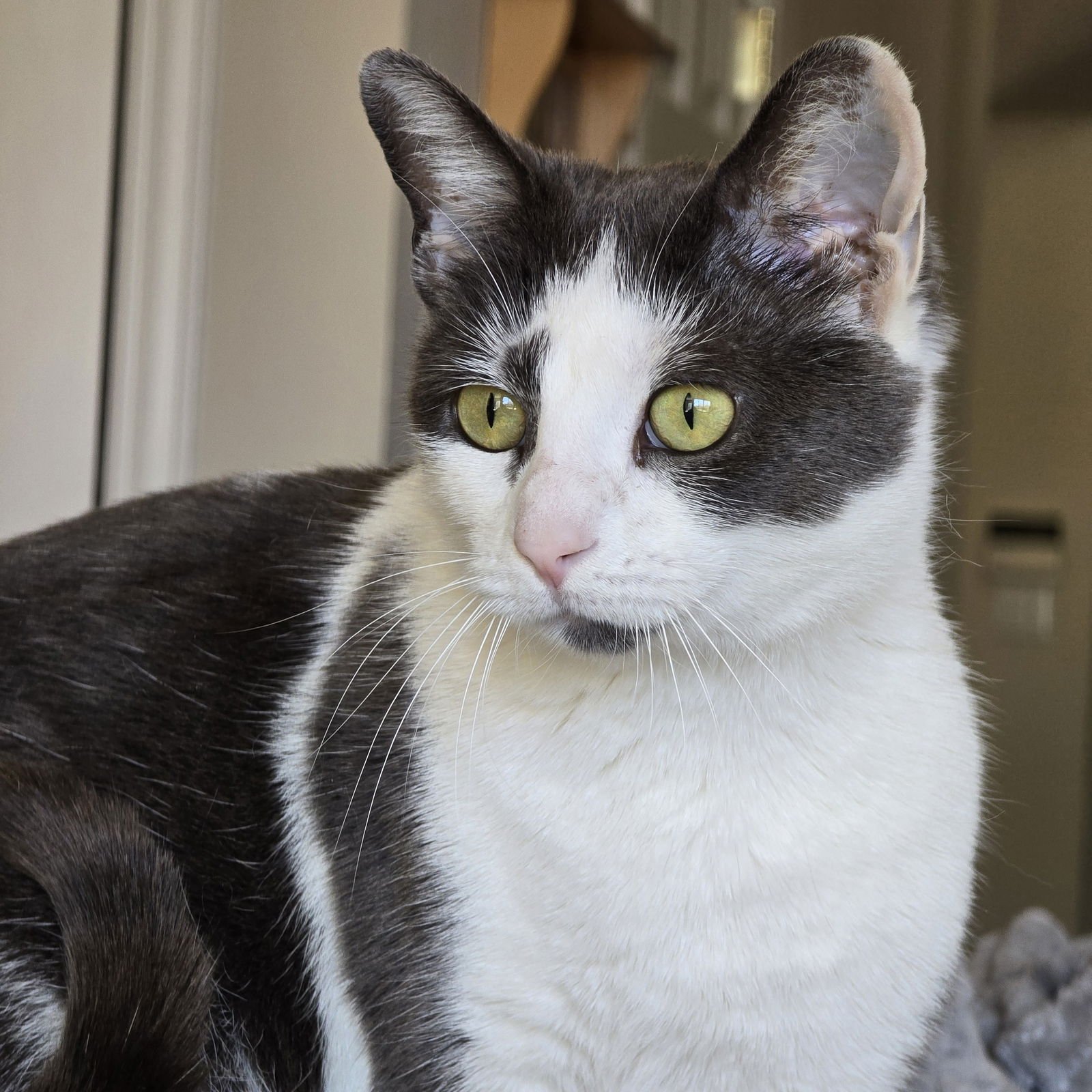 BUNNY - Tuxedo / Domestic Short Hair available for adoption