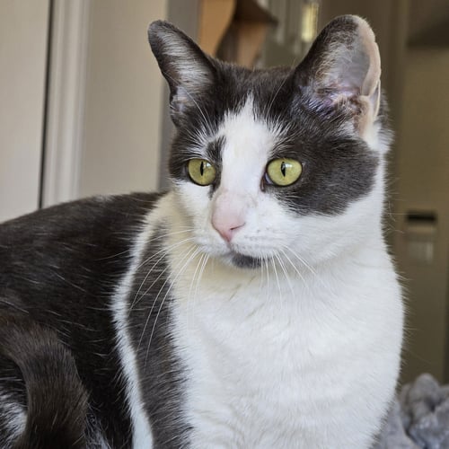 BUNNY - Tuxedo / Domestic Short Hair available for adoption