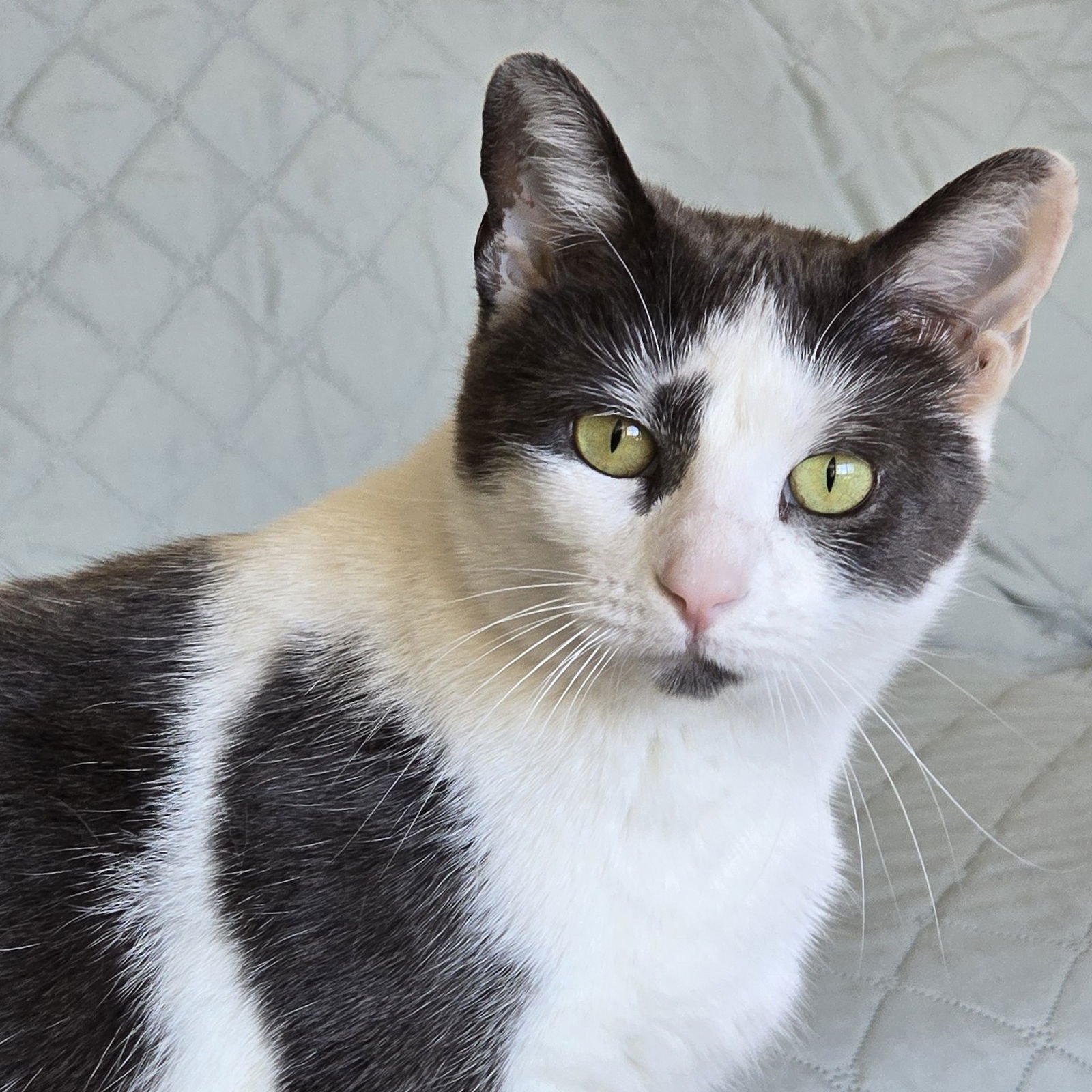 BUNNY - Tuxedo / Domestic Short Hair available for adoption