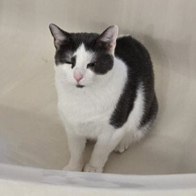 BUNNY - Tuxedo / Domestic Short Hair available for adoption