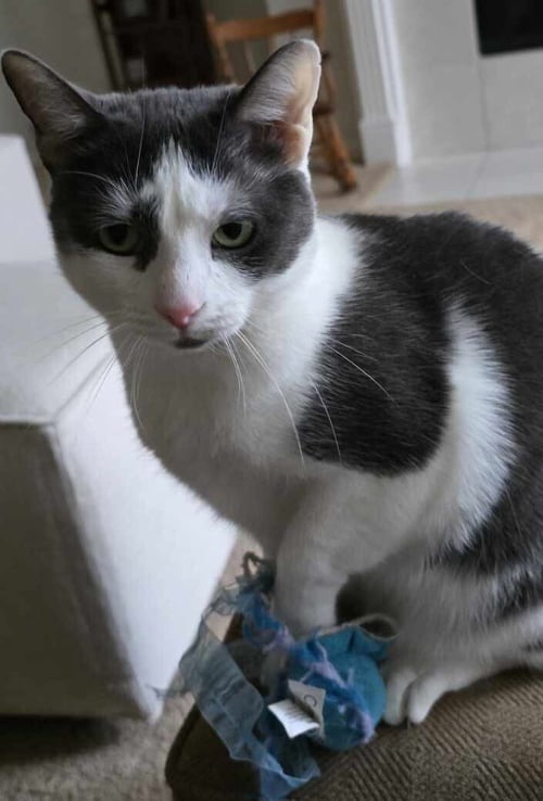 BUNNY - Tuxedo / Domestic Short Hair available for adoption