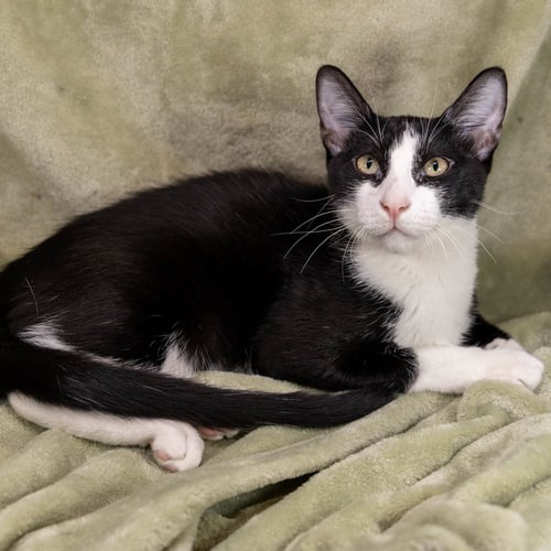 NINO - Tuxedo / Domestic Short Hair available for adoption