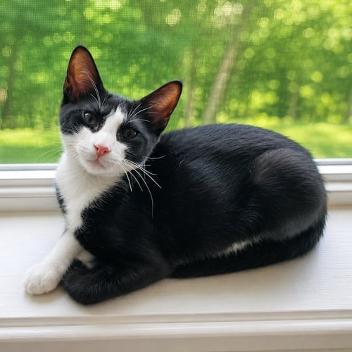 NINO - Tuxedo / Domestic Short Hair available for adoption