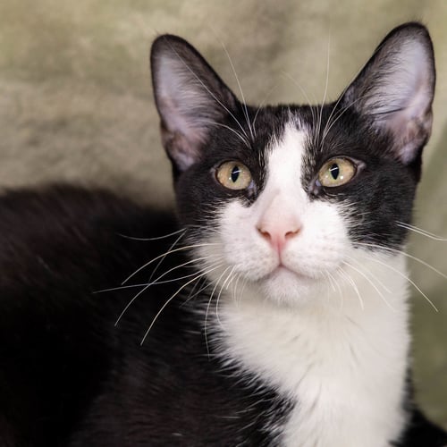 NINO - Tuxedo / Domestic Short Hair available for adoption