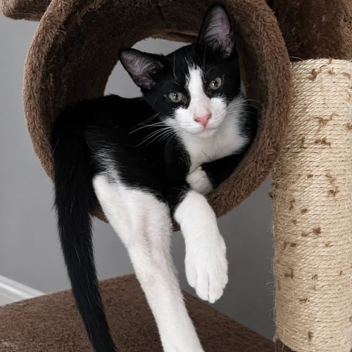 NINO - Tuxedo / Domestic Short Hair available for adoption