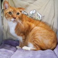 Teddy - Photo 4