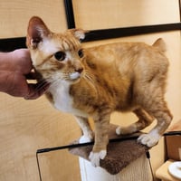 Teddy - Photo 5