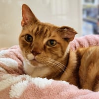 Teddy - Photo 3