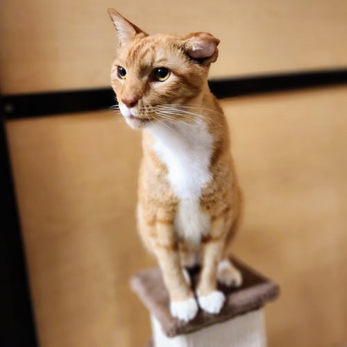TEDDY - Tabby / Domestic Short Hair available for adoption