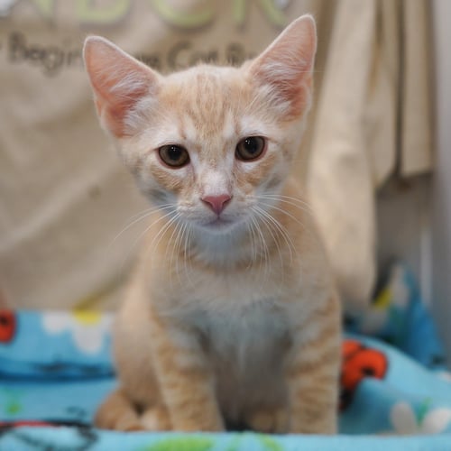 CAFE AU LAIT - Tabby / Domestic Short Hair for adoption in Richardson