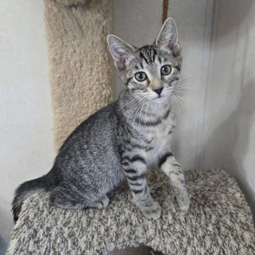 DAIQUIRI - Tabby / Domestic Short Hair for adoption in Richardson