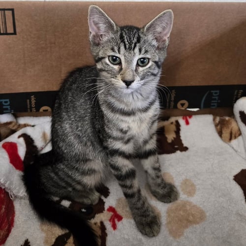DAIQUIRI - Tabby / Domestic Short Hair available for adoption