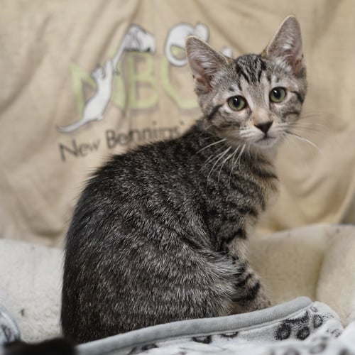 DAIQUIRI - Tabby / Domestic Short Hair available for adoption