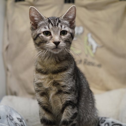 DAIQUIRI - Tabby / Domestic Short Hair available for adoption