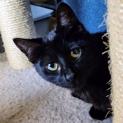 TRIPP - Domestic Short Hair for adoption in Plano