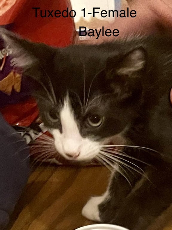 Baylee Image