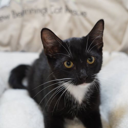 BAYLEE - Tuxedo / Domestic Short Hair available for adoption