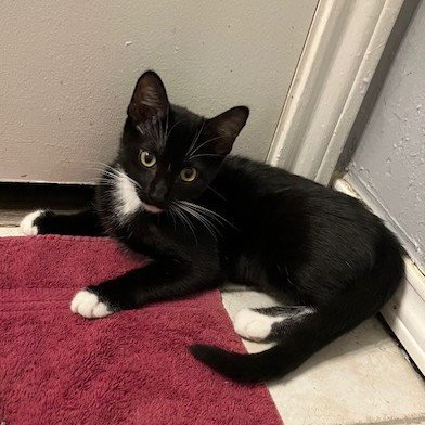 BAYLEE - Tuxedo / Domestic Short Hair available for adoption