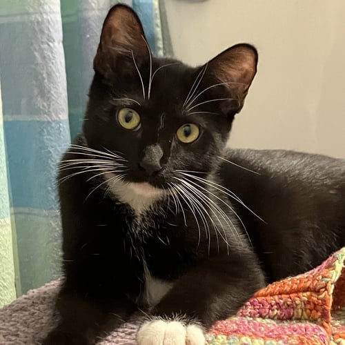 BAYLEE - Tuxedo / Domestic Short Hair available for adoption
