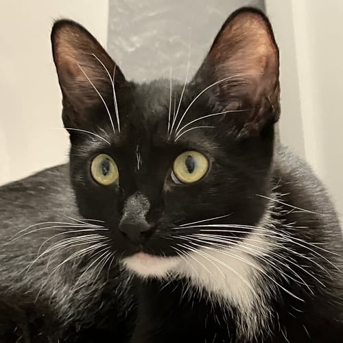BAYLEE - Tuxedo / Domestic Short Hair available for adoption