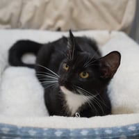 Baylee - Photo 6