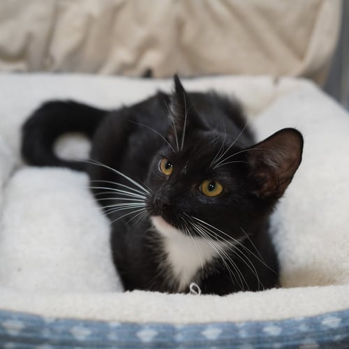 BAYLEE - Tuxedo / Domestic Short Hair available for adoption