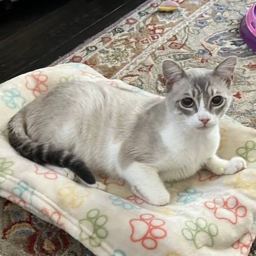INDIGO - Snowshoe / Siamese available for adoption