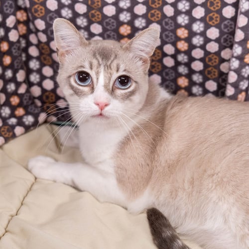 INDIGO - Snowshoe / Siamese available for adoption