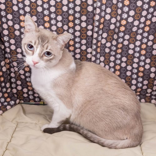 INDIGO - Snowshoe / Siamese available for adoption